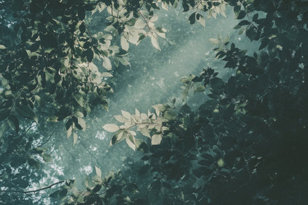 Textured forest canopy, dense green leaves with soft sunlight filtering through, vibrant and naturalの素材