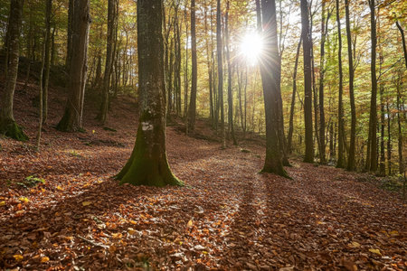Textured autumn forest floor, vibrant orange and brown leaves scattered naturally under dappled sunlight, warm and organicの素材