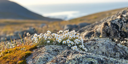 A pristine tundra landscape with patches of wildflowers and moss growing between the rocks. In the distance, the Arctic Ocean shimmers under the pale light of the midnight sun.の素材