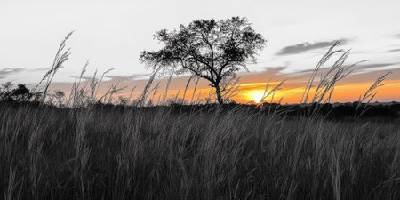 A serene savanna at sunset with a lone acacia tree silhouetted against a fiery orange sky. Tall golden grasses sway gently in the breeze.の素材