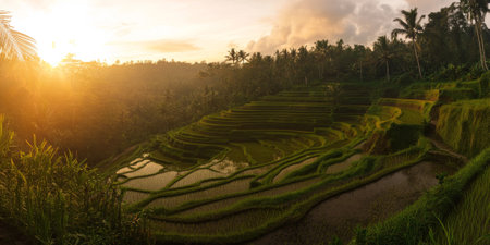 A quiet rice field at sunrise, with terraces cascading down a hillside. The golden light of highlights dawn the lush green fields.の素材