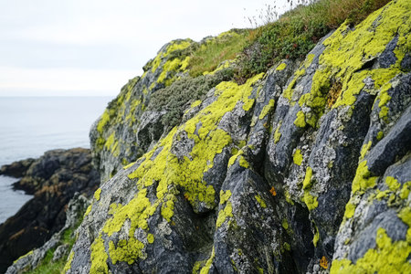 Close-up of lichen-covered rock, bright green and gray growths spreading across a rugged surface.の素材
