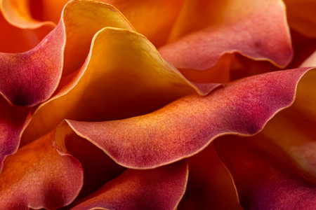 Macro shot of autumn leaves texture, rich red, orange, and golden hues with crisp, curled edges.の素材