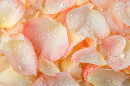 Macro shot of rose petals covered in morning dew, soft and translucent with droplets adding a touch of freshness.の素材