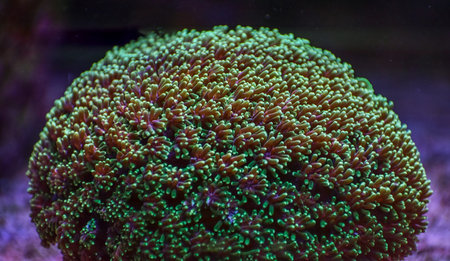 Detail of Sea anemone in the aquarium