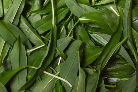 Green natural background from leaves of bear garlic