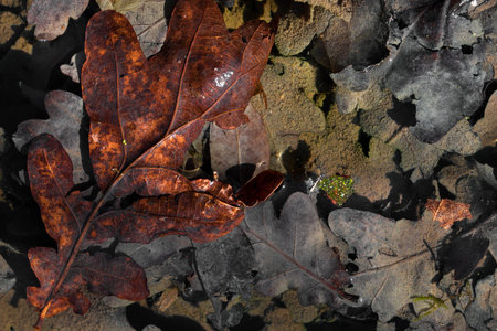 Dirty background from oak leaf in the water