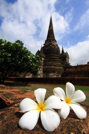 Old Temple with white flower and beautiful sky in Thailand : Ayutthaya の写真素材