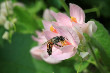 Bee and pink flower fertilization in garden 