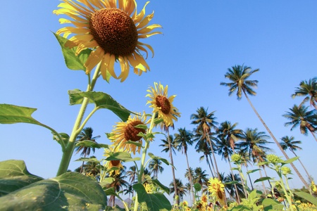 Beautiful sunflower farm in blue sky の写真素材
