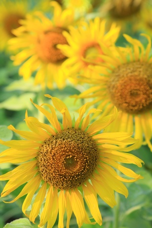 Beautiful sunflower farm in blue sky の写真素材