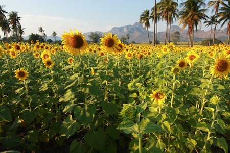 Beautiful sunflower farm in blue sky の写真素材