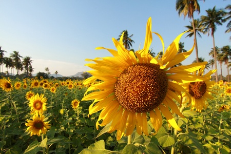 Beautiful sunflower farm in blue sky の写真素材