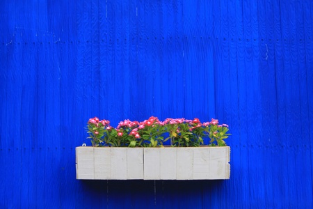 beautiful flower on blue wall background の写真素材