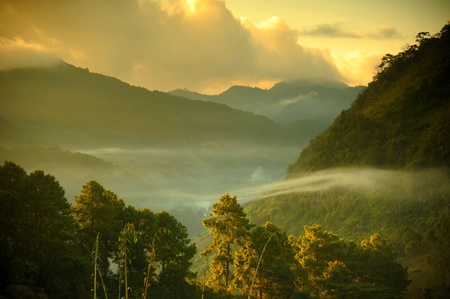 Beautiful landscape and fresh strawberries farm in winter at Chiangmai : Thailandの写真素材