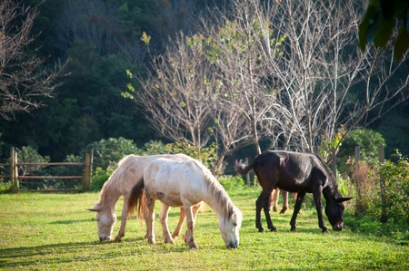 Group of horses eating grass in green farm on eveningの写真素材