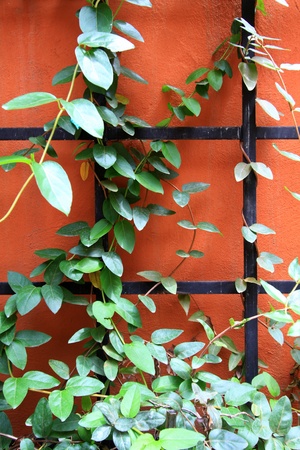 green grow on red wallの写真素材