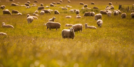 Group of sheep on field, South Island, New Zealandの写真素材