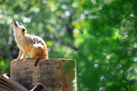 Meerkats stand alone on the rock in zooの写真素材