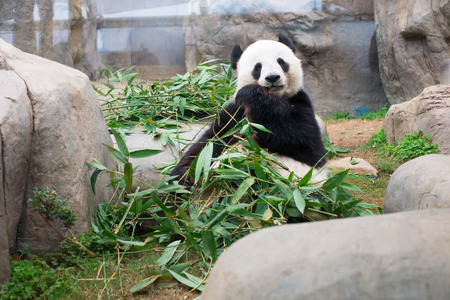 Cute Giant Panda eating bambooの写真素材