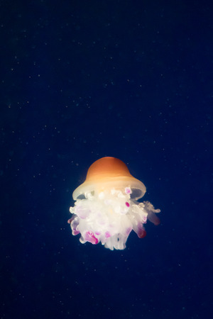 A Jellyfish in the waterの写真素材