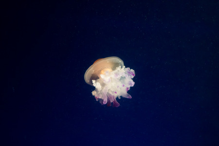 A Jellyfish in the waterの写真素材