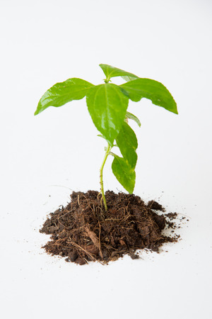 Little tree with soil growing on white backgroundの写真素材