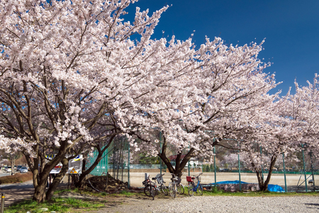 Cherry blossoms or Sakura at Kawaguchiko lake, Japanの写真素材