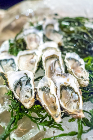 Group of Fresh opened oysterの写真素材
