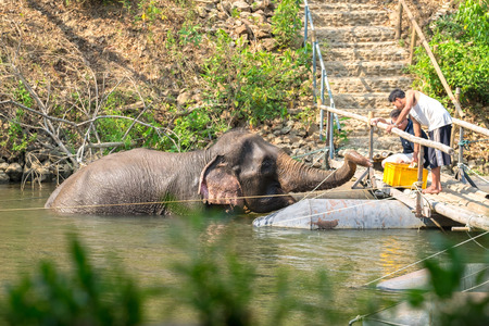 Kanchanabuti, Thailand - 11 Mar 60 : A group of peolple feeding elephant that swiming in River Kwai, Kanchanaburiのeditorial素材