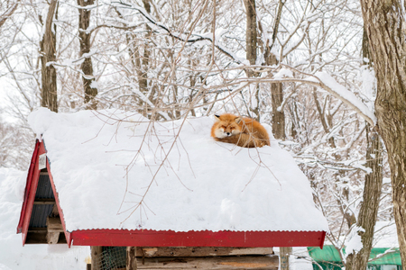 Cute fox on snow in Miyagiの写真素材