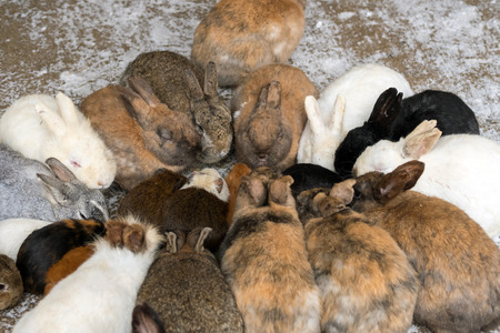 Cute rabbit eating foodの写真素材