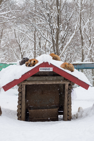 Cute fox on snow in Miyagiの写真素材