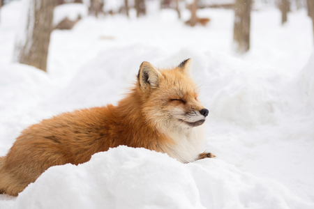 Cute fox on snow in Miyagiの写真素材