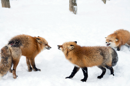 Cute fox on snow in Miyagiの写真素材