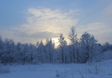 Winter forest after a snowfall on Christmas in the dead of winter.の写真素材