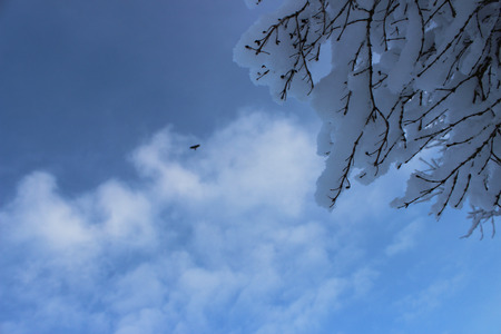Winter forest after a snowfall on Christmas in the dead of winter.の写真素材