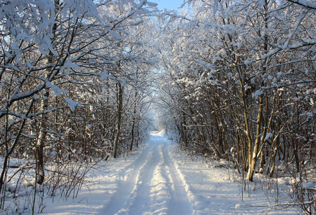 Winter forest and road after a snowfall on Christmas in the dead of winter.の写真素材