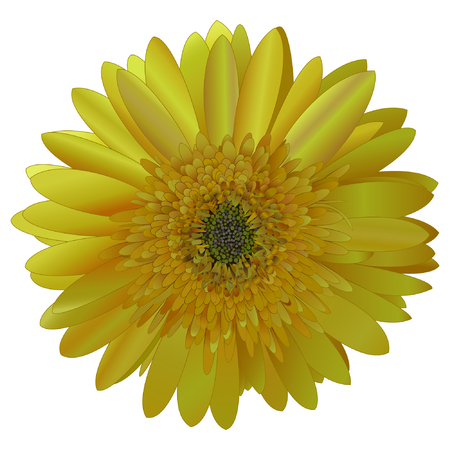 vector image sunny bright yellow Barberton daisy (Gerbera jamesonii) on a white background. No trace.のイラスト素材