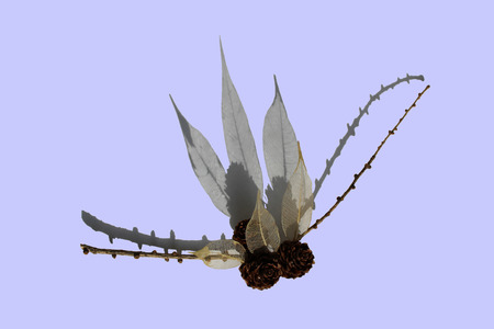 composition of natural materials: larch branch, skeletonized leaves of ficus on a sky-blue backgroundの写真素材