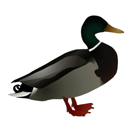 A image of a mallard duck (Anas platyrhynchos) on a white background.のイラスト素材
