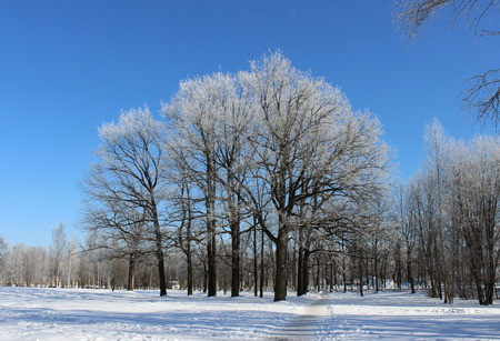 Group of trees covered with frost and path in winter against the blue sky in serene cloudless day.の写真素材
