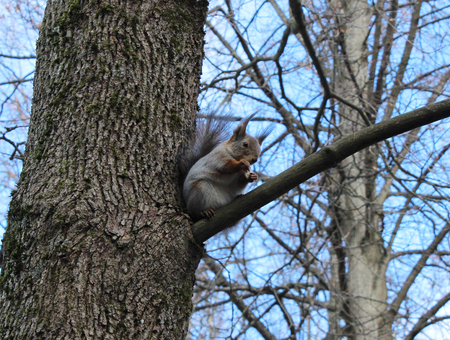 Squirrel (Sciurus vulgaris) sits on an oak branch, and eat bread. Gatchina park, Gatchina, Leningrad, Russia. Spring 2016.の写真素材