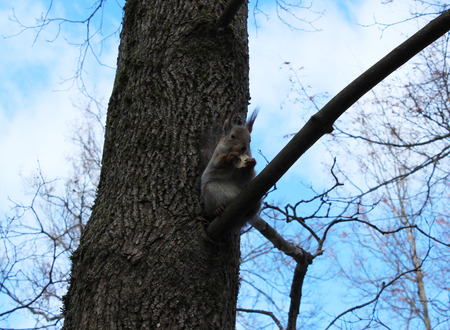 Squirrel (Sciurus vulgaris) sits on an oak branch, and eat bread. Gatchina park, Gatchina, Leningrad, Russia. Spring 2016.の写真素材