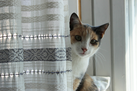 Three-color cat home young Masyanya sitting on a windowsill and looks straight from behind the curtain.の写真素材