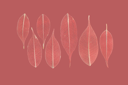seven skeletonized leaves of ficus (Ficus benjamina) on a reddish background.