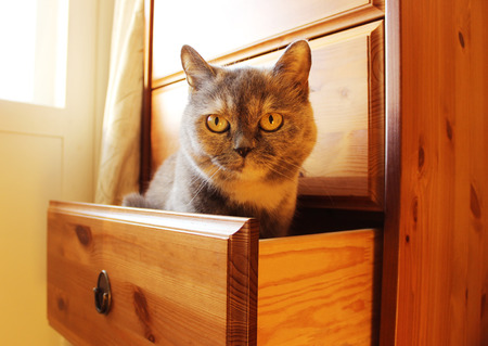 Grey Cat Lisa is sitting in a drawer.の写真素材