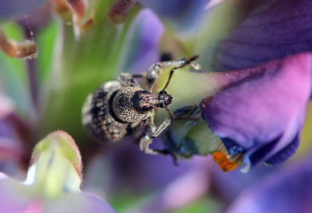 weevil Curculio is eating petal of blue flower lupineの写真素材