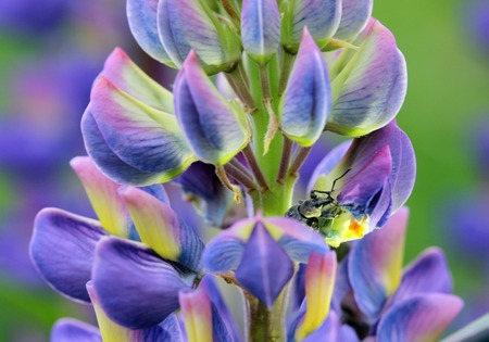 weevil Curculio is eating petal of blue flower lupineの写真素材