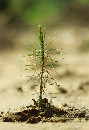 Young pines sapling tree sprout in spring forest under sunlight under closeup viewの写真素材